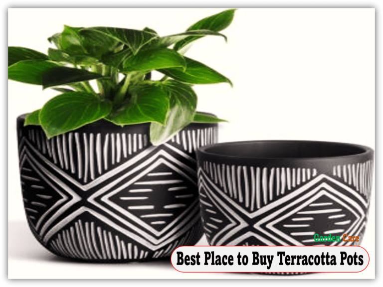 Best Place to Buy Terracotta Pots