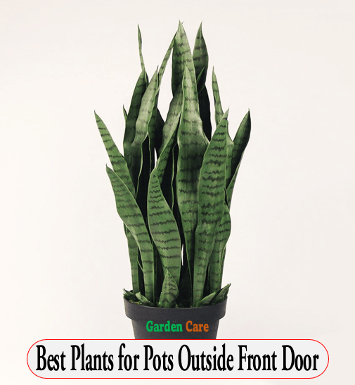Best Plants for Pots Outside Front Door
