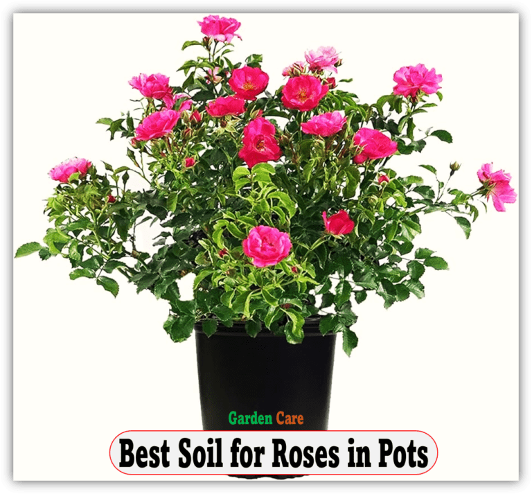 Best Soil for Roses in Pots