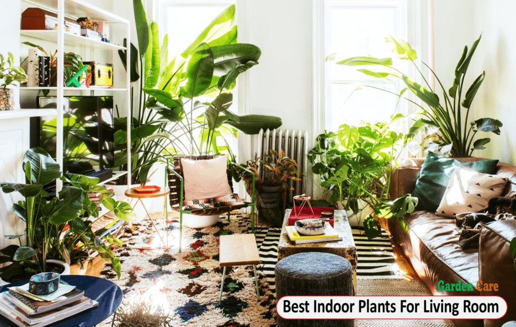 Best indoor Plants for living Room