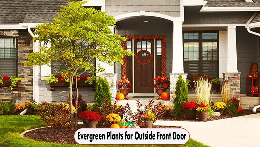 Evergreen Plants for Outside Front Door