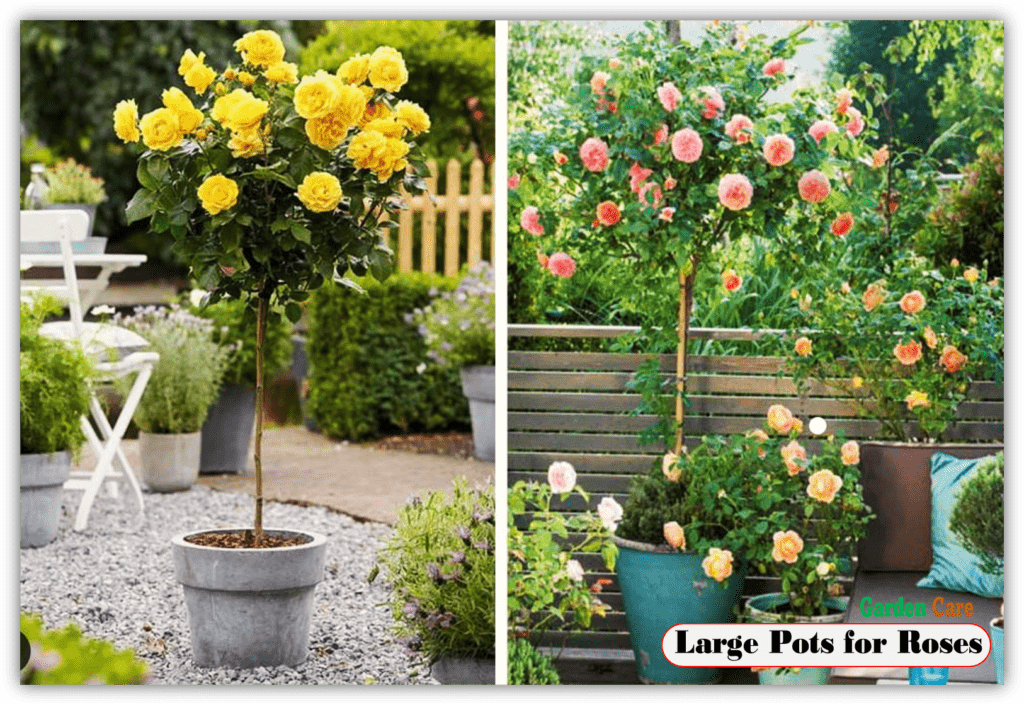 Large Pots for Roses