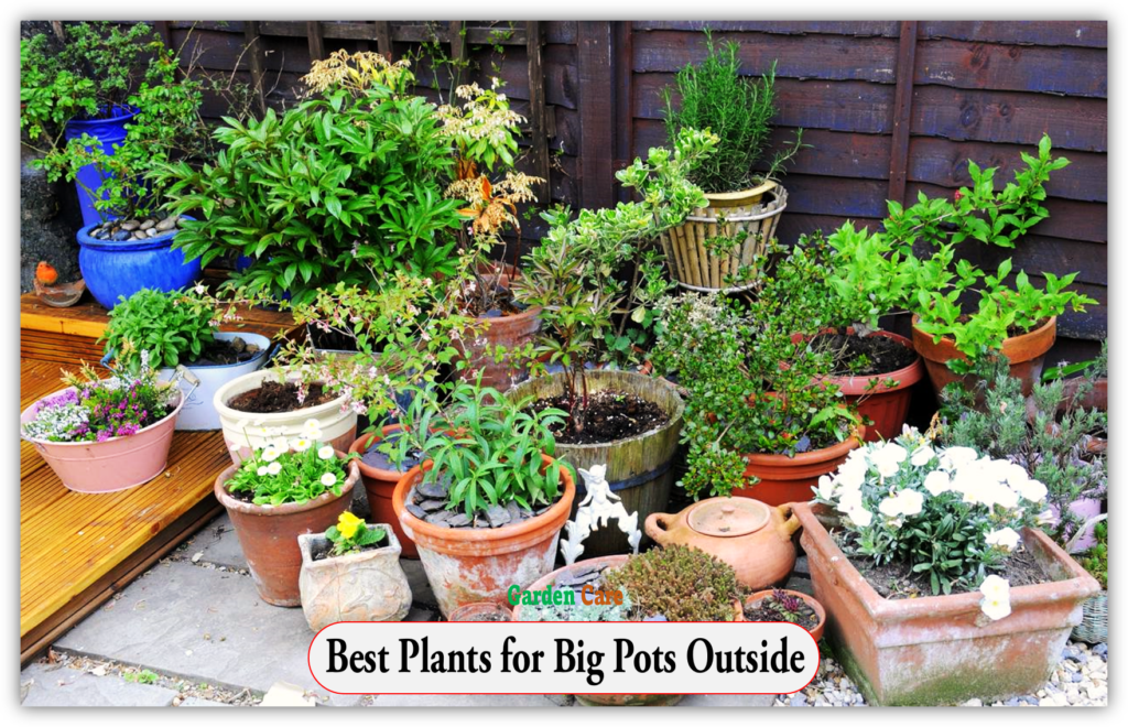 Plants for Big Pots Outside