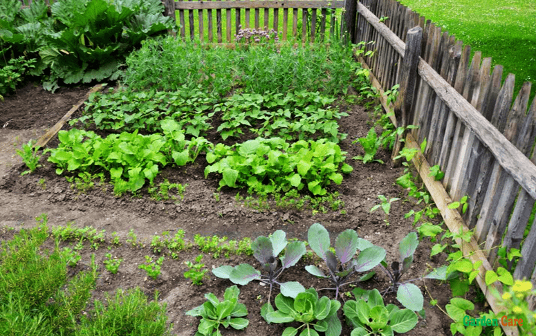 Small Vegetable Garden Ideas Pictures