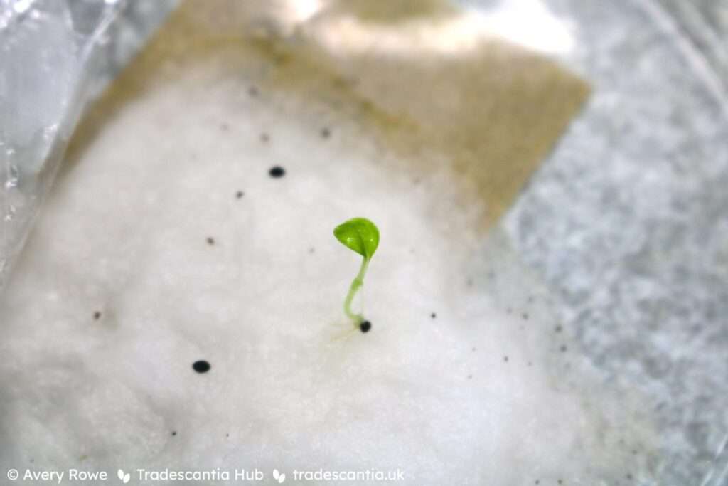 How to Germinate Strawberry Seeds in Paper Towel