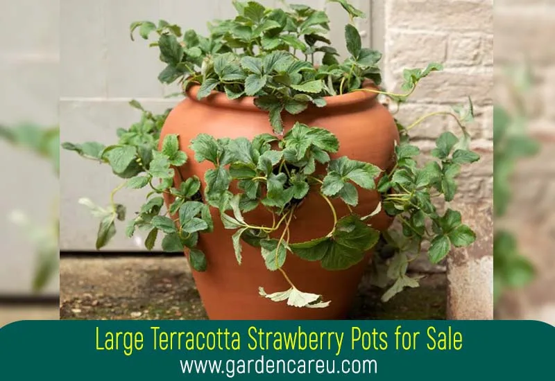 Large Terracotta Strawberry Pots for Sale