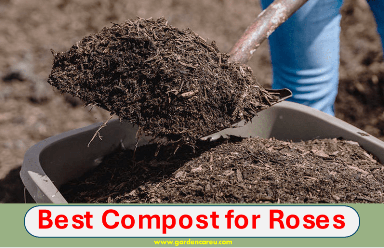 Best Compost for Roses