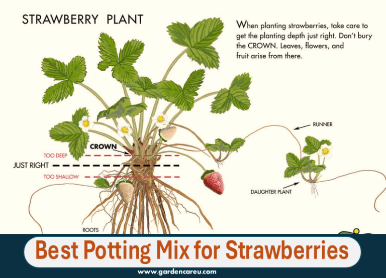 Best Potting Mix for Strawberries