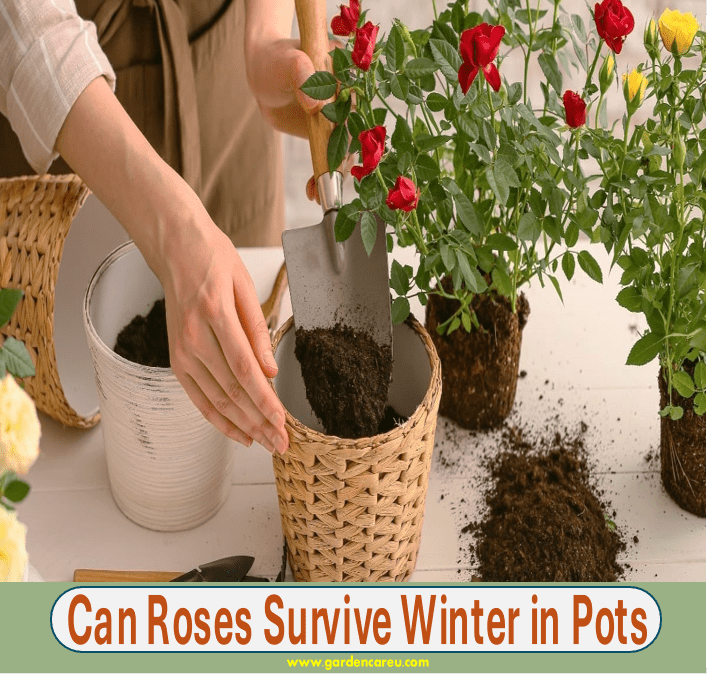 Can Roses Survive Winter in Pots