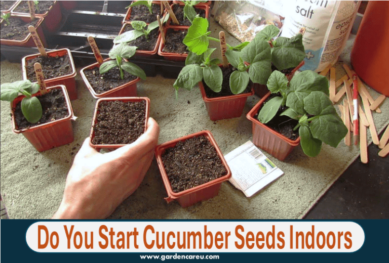 Do You Start Cucumber Seeds Indoors