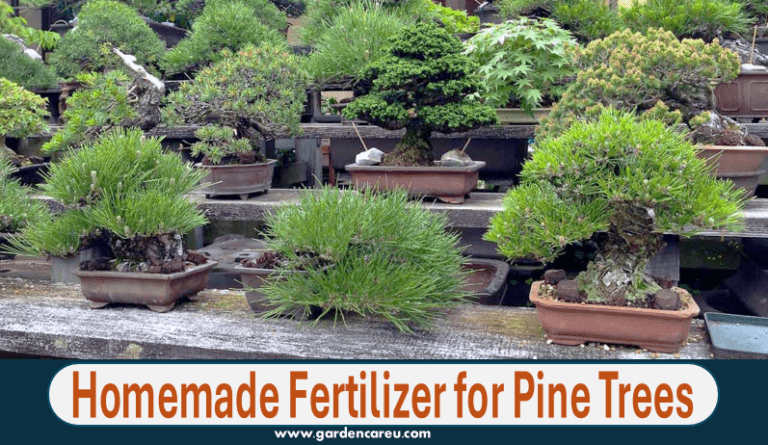 Homemade Fertilizer for Pine Trees