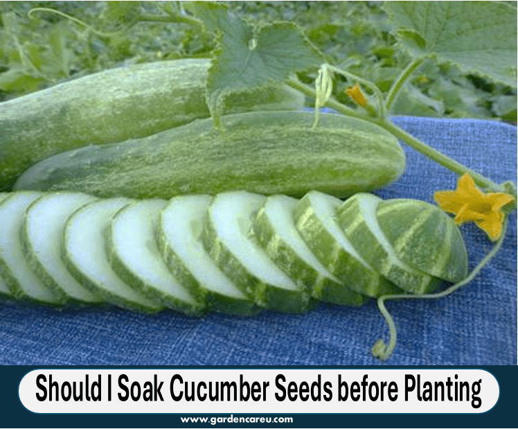 Should I Soak Cucumber Seeds before Planting