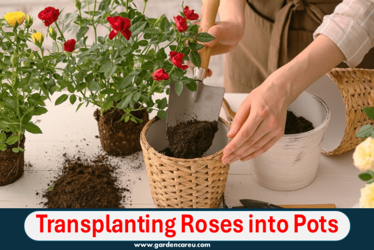 Transplanting Roses into Pots