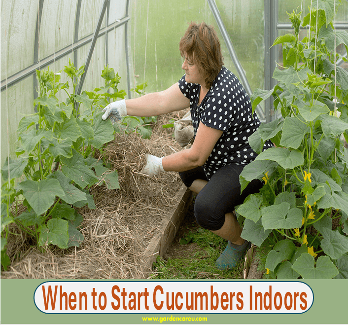 When to Start Cucumbers Indoors