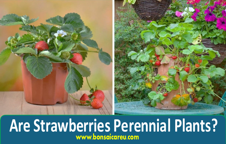 Are Strawberries Perennial Plants?