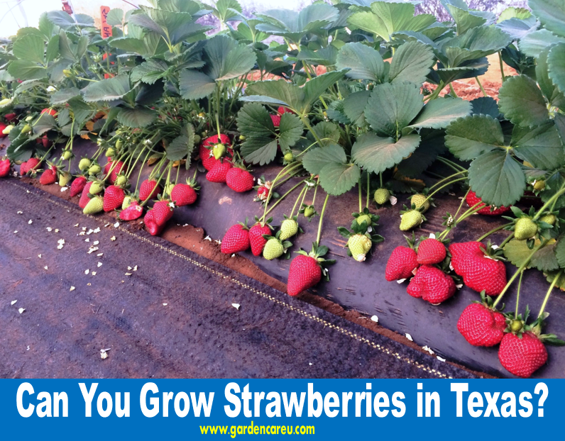 Can You Grow Strawberries in Texas?