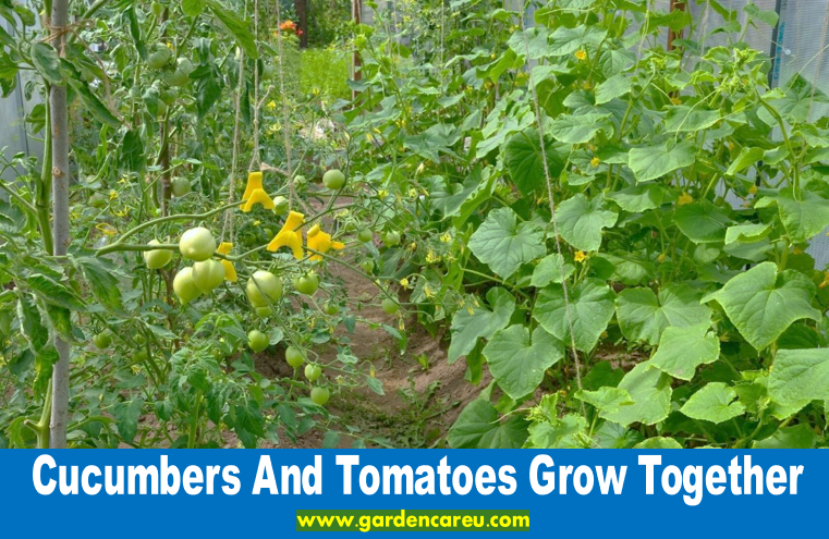 Cucumbers And Tomatoes Grow Together