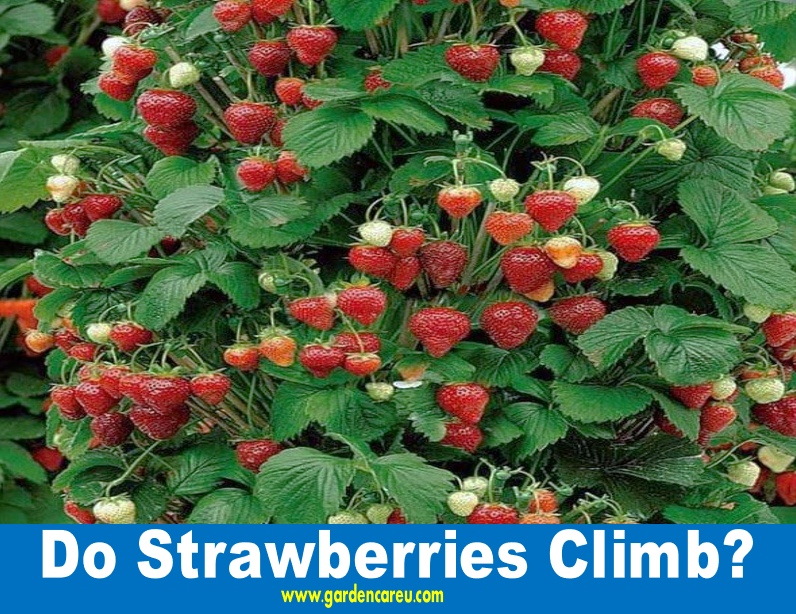 Do Strawberries Climb?