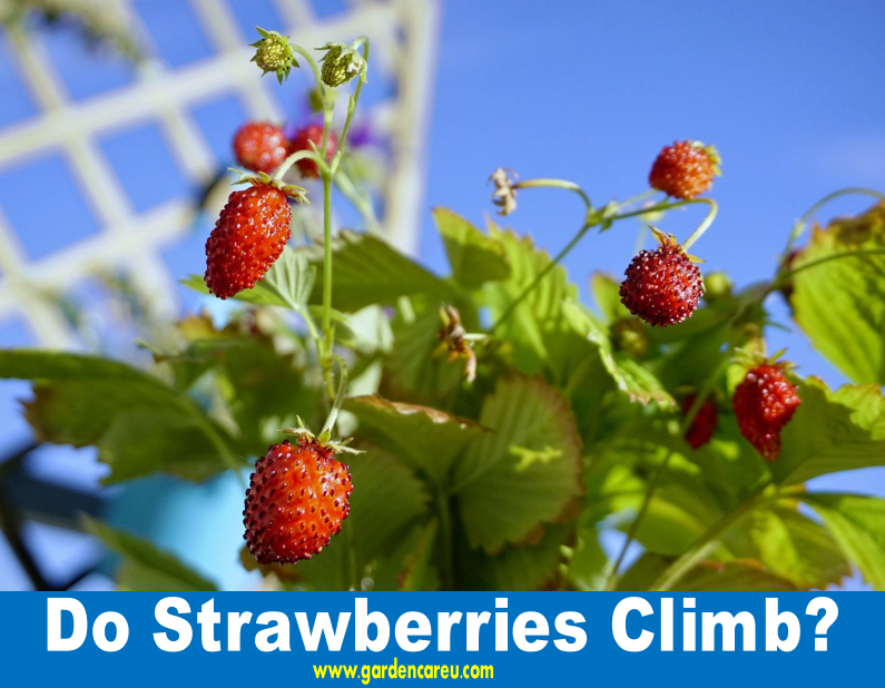 Do Strawberries Climb?