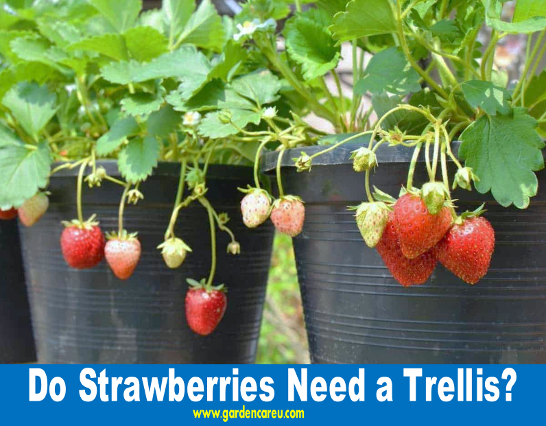 Do Strawberries Need a Trellis?