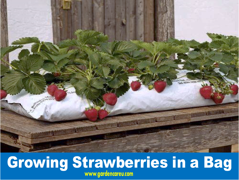Growing Strawberries in a Bag
