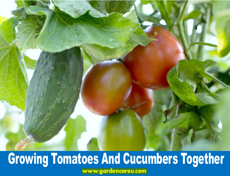 Growing Tomatoes And Cucumbers Together