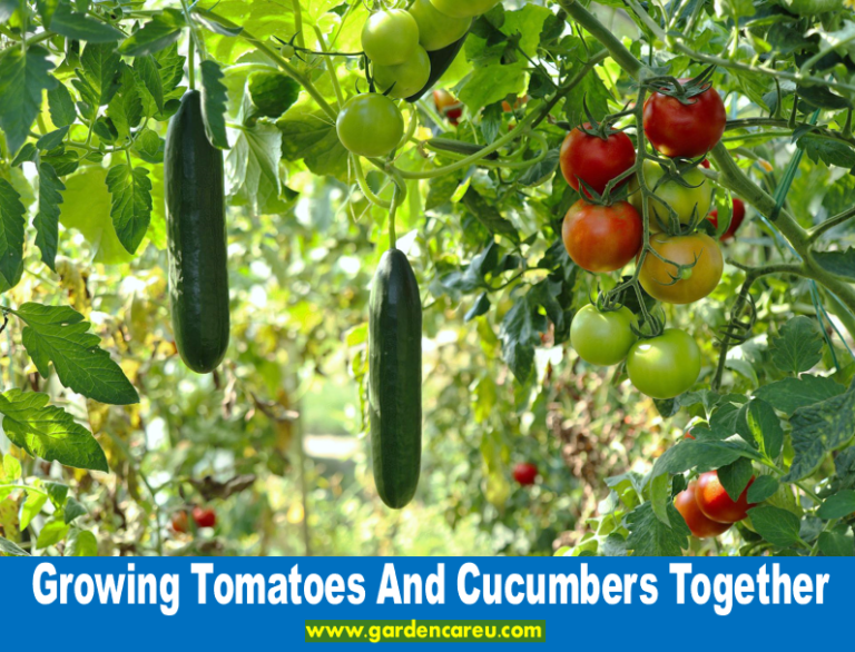 Growing Tomatoes And Cucumbers Together