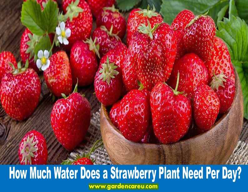 How Much Water Does a Strawberry Plant Need Per Day?