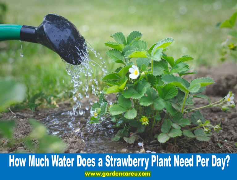 How Much Water Does a Strawberry Plant Need Per Day?