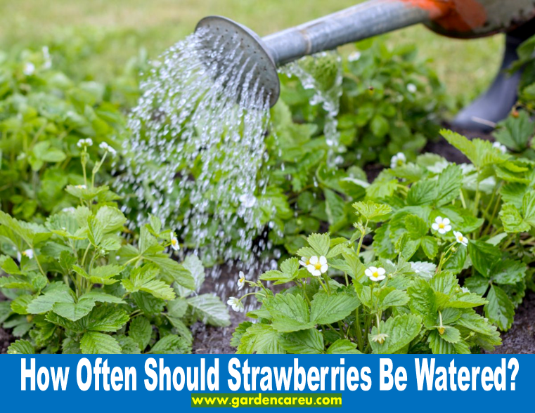 How Often Should Strawberries Be Watered?
