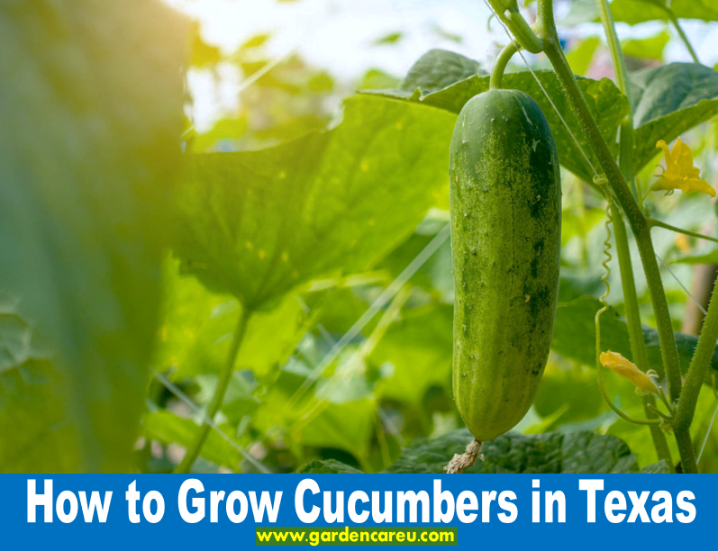 How to Grow Cucumbers in Texas