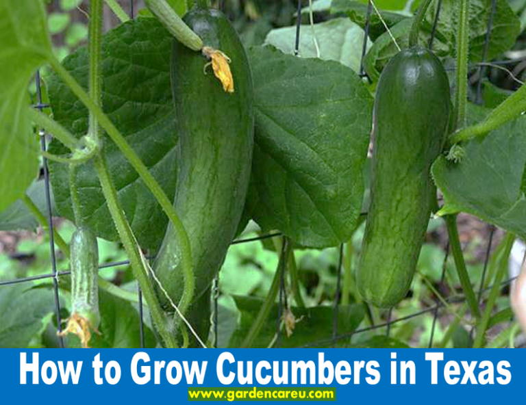 How to Grow Cucumbers in Texas