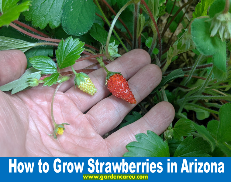 How to Grow Strawberries in Arizona