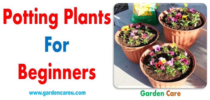 Potting Plants for Beginners