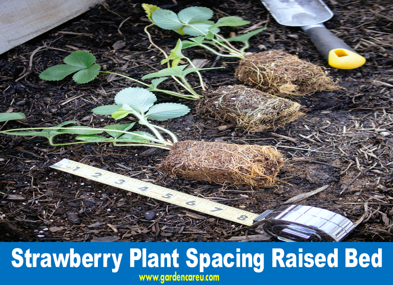 Strawberry Plant Spacing Raised Bed
