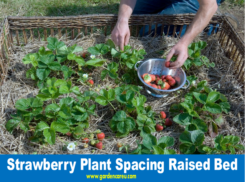 Strawberry Plant Spacing Raised Bed