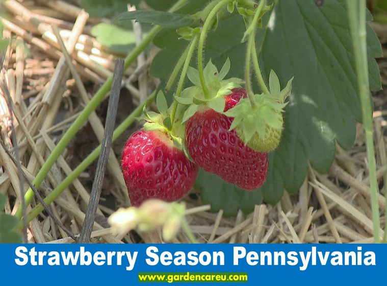 Strawberry Season Pennsylvania