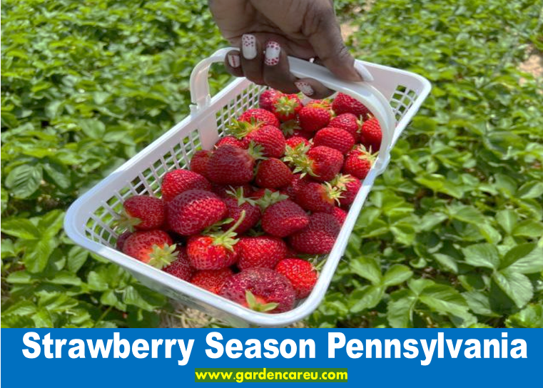 Strawberry Season Pennsylvania