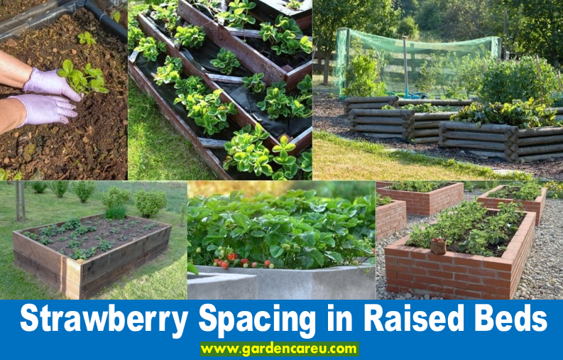 Strawberry Spacing in Raised Beds
