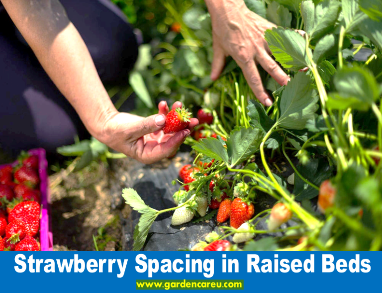 Strawberry Spacing in Raised Beds