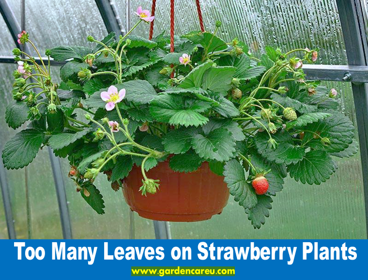 Too Many Leaves on Strawberry Plants