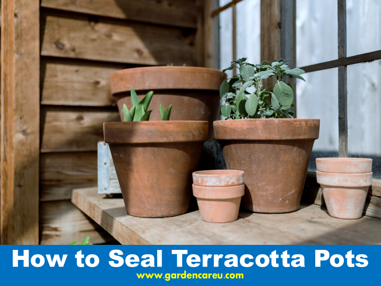 How to Seal Terracotta Pots